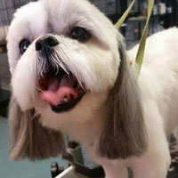 dog grooming